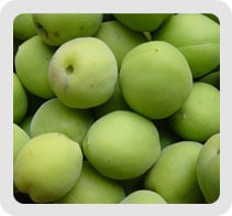 Japanese apricot
