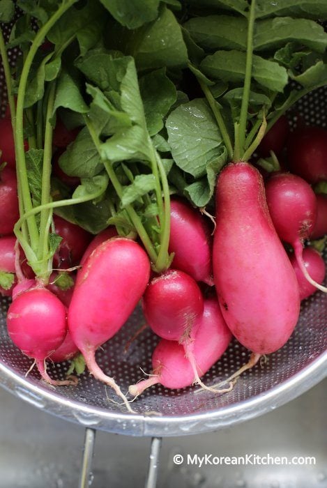 Pink Radish