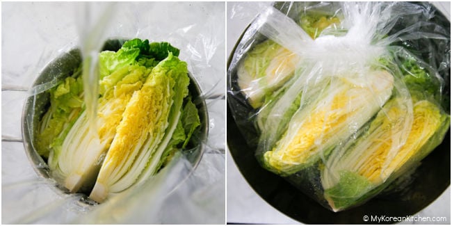 Pickling cabbage for kimchi in a large food-grade bag